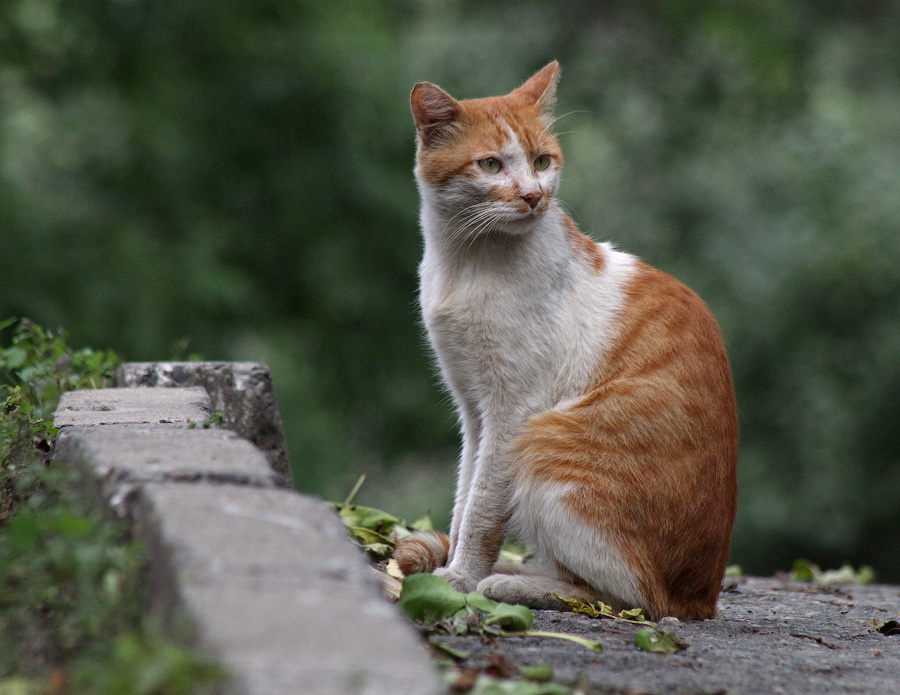 В поисках смысла...