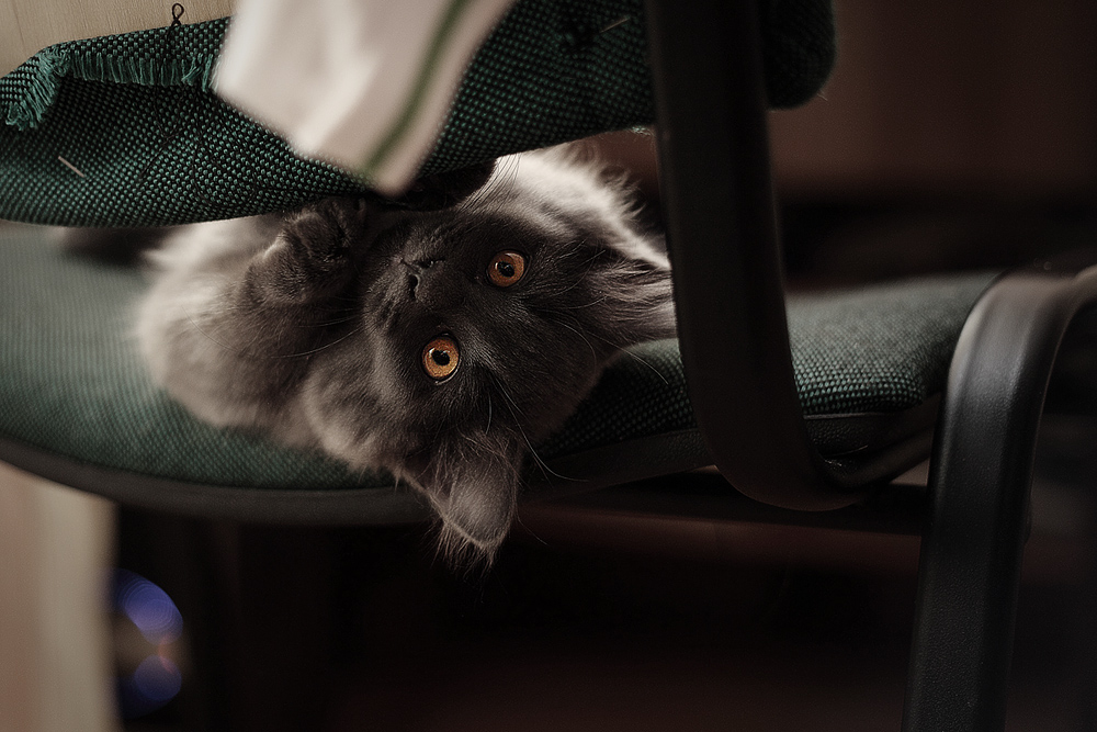 летучая мышь