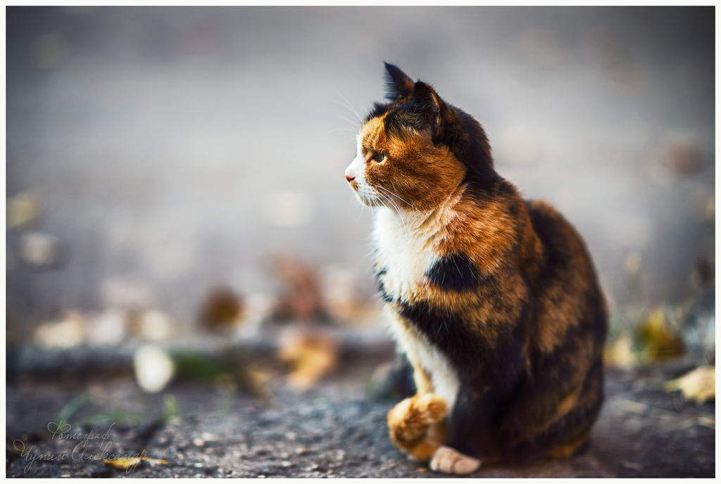 третий цвет