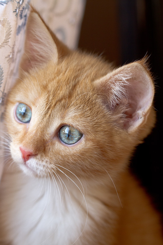 Ну кто же там за шторкой???