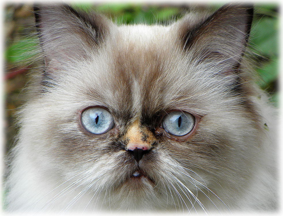 У страха глаза... голубы