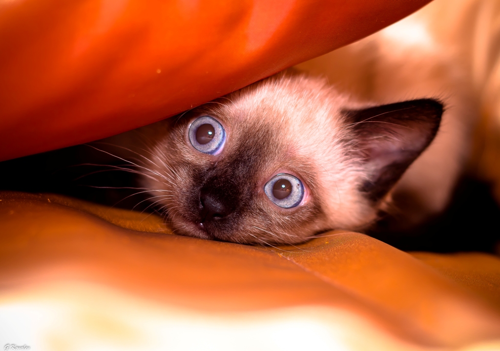 У страха глаза велики...