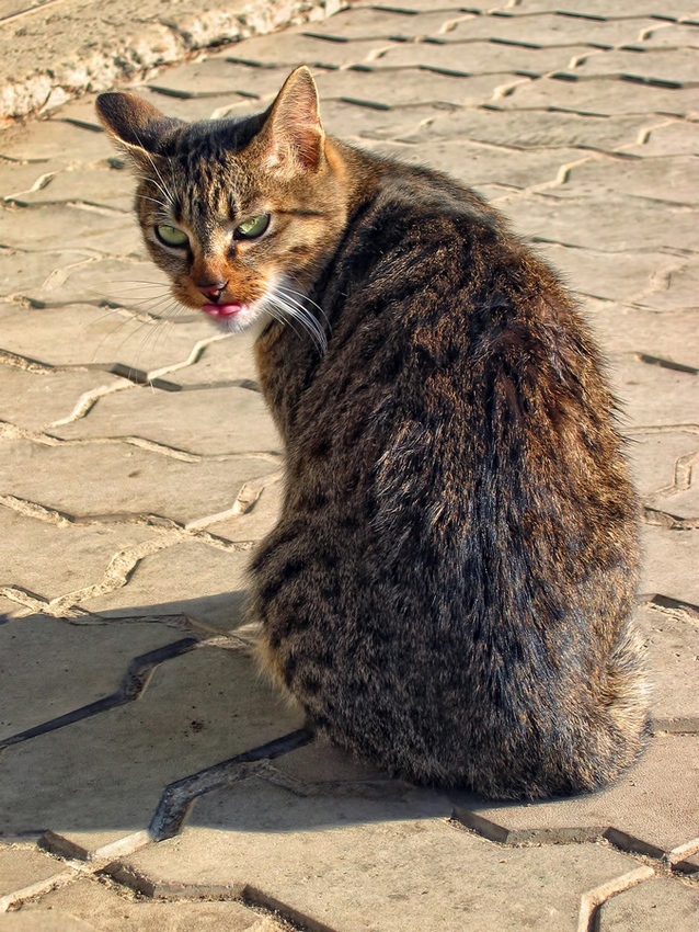 Второйвотна