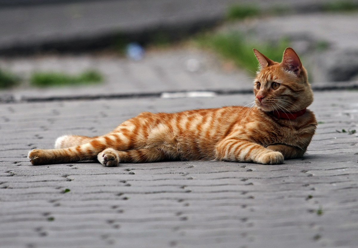 Всё под контролем