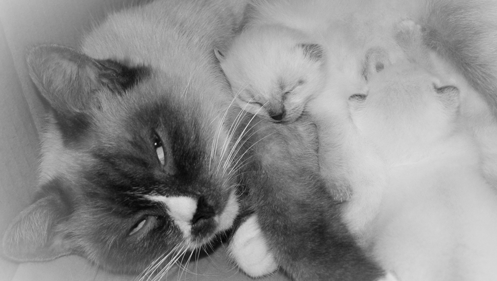 Мама! Мамочка! Мамуля!