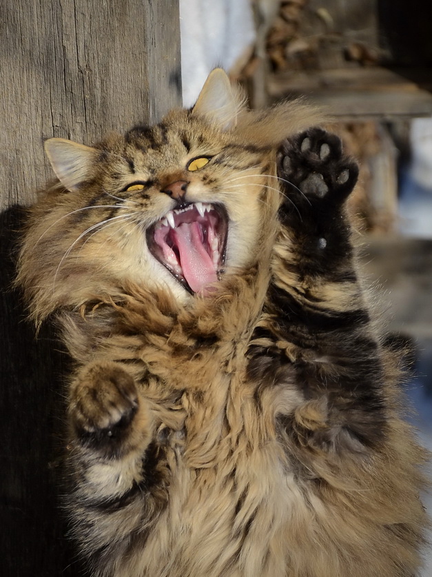 А я сказал - масленница!!!