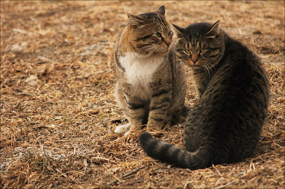 Март  не за горами