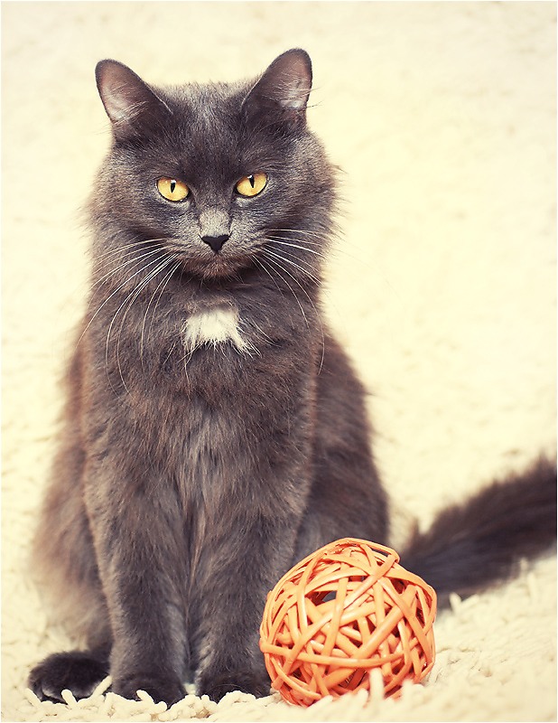 Я - символ года!