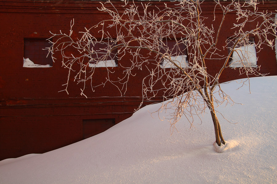 Дерево покрытое инеем на фоне бордовой стены