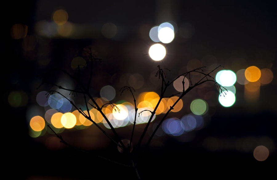 Из жизни городской былинки