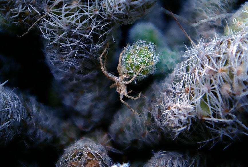 В дебрях маленьким трудно