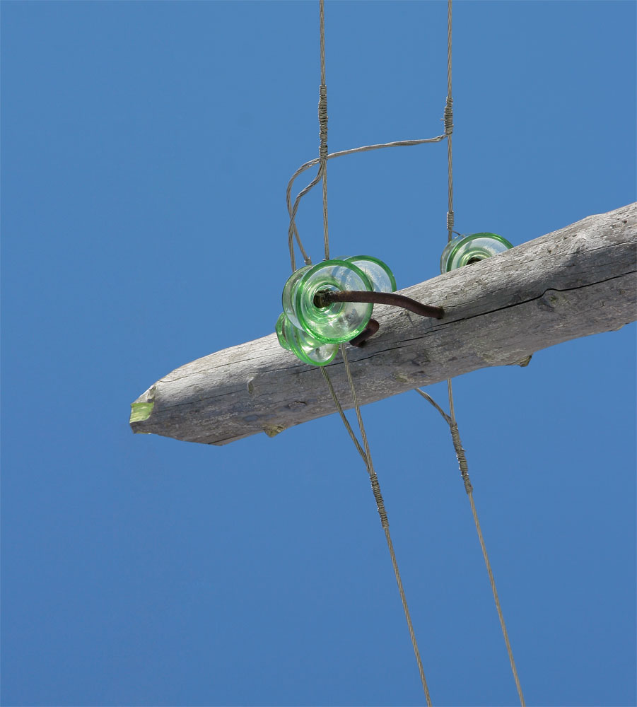 глазастик зеленоокий (не маака)