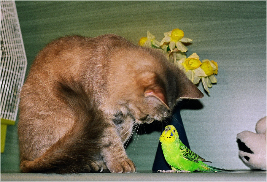 Мелкий сплетник