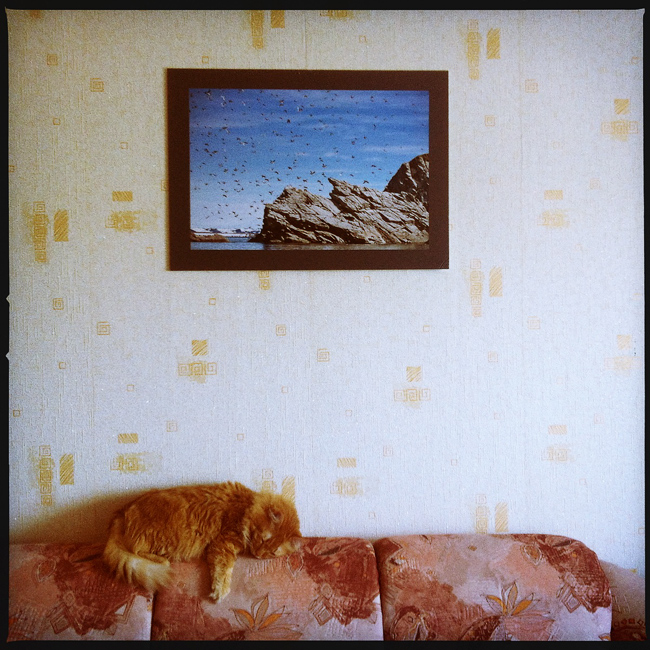 кошачьи сны