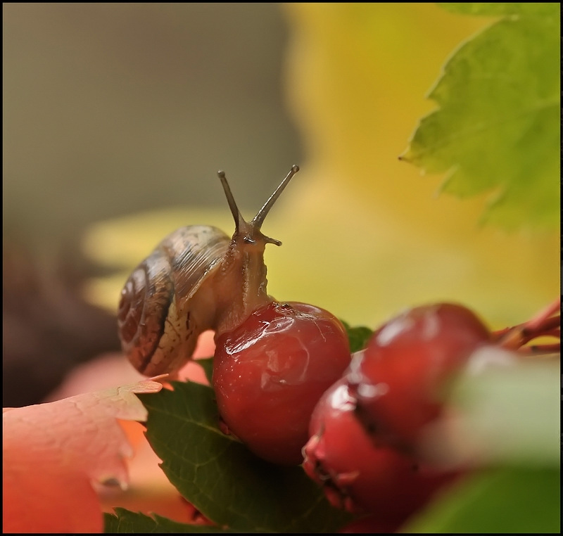 Кони к бою...