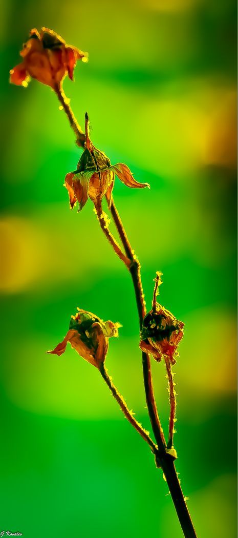Калейдоскоп февраля...
