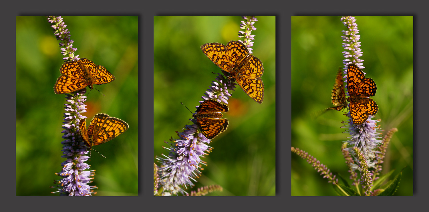 брачные игры земных обитателей... (с)