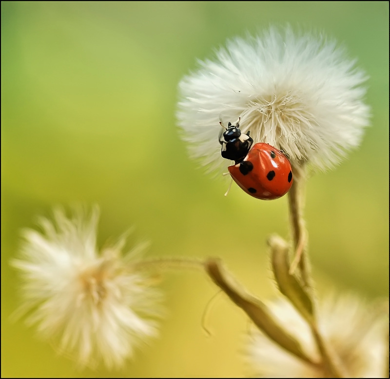 На воздушном шаре...
