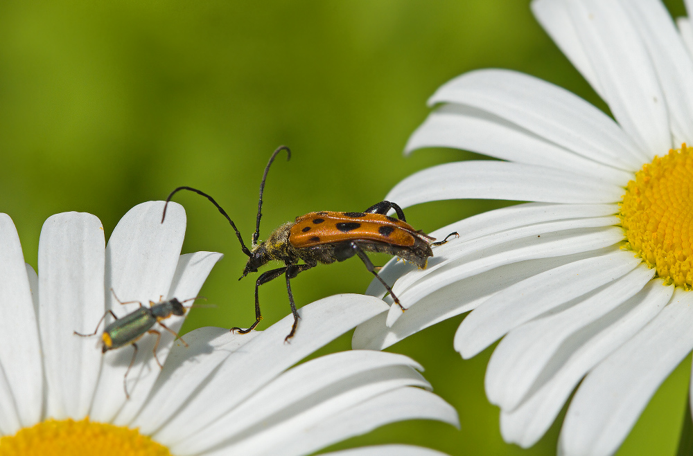 Привет, сосед!