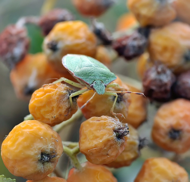 Рябиновые бусы..