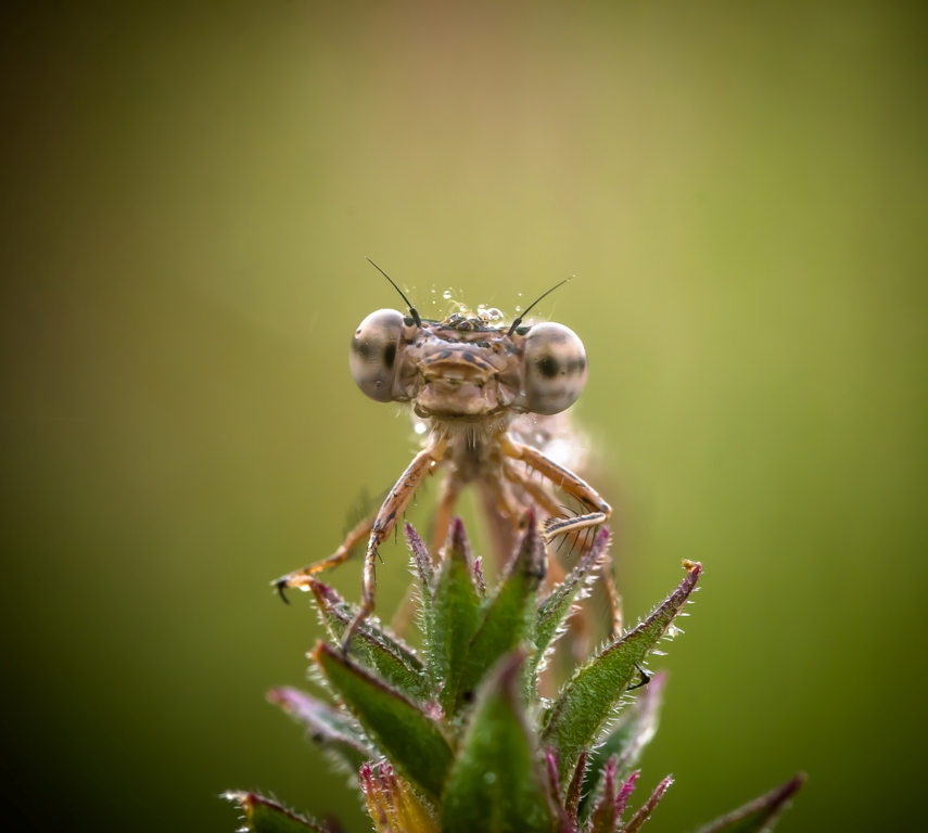 Инопланетный гость.