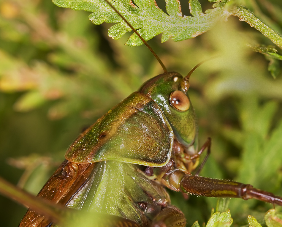 Весь закованный в латы
