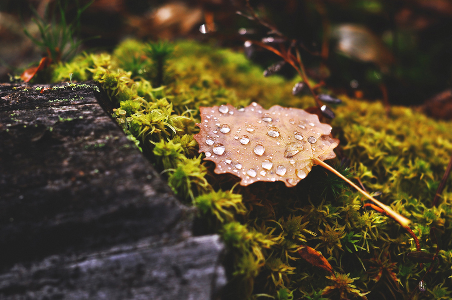 После дождя