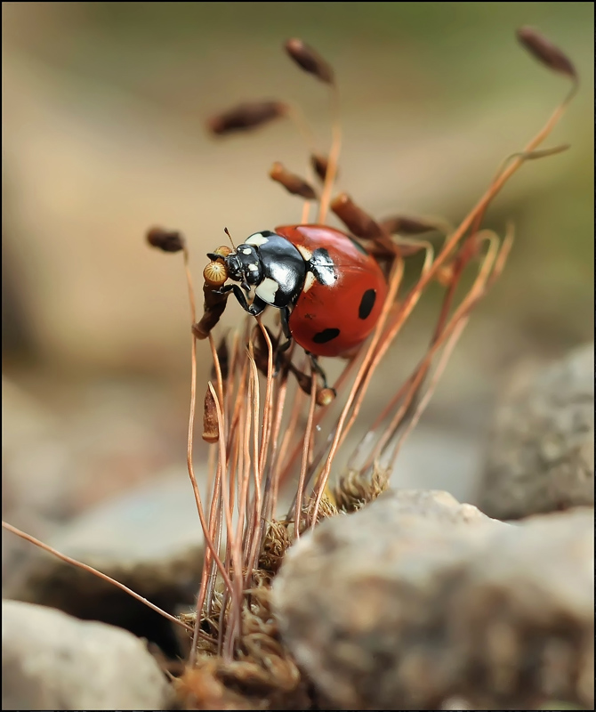 А первый микрофон у вас не работает...