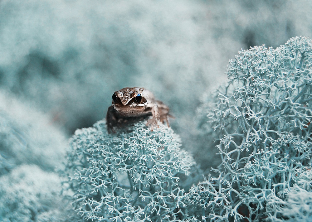 Беломошник