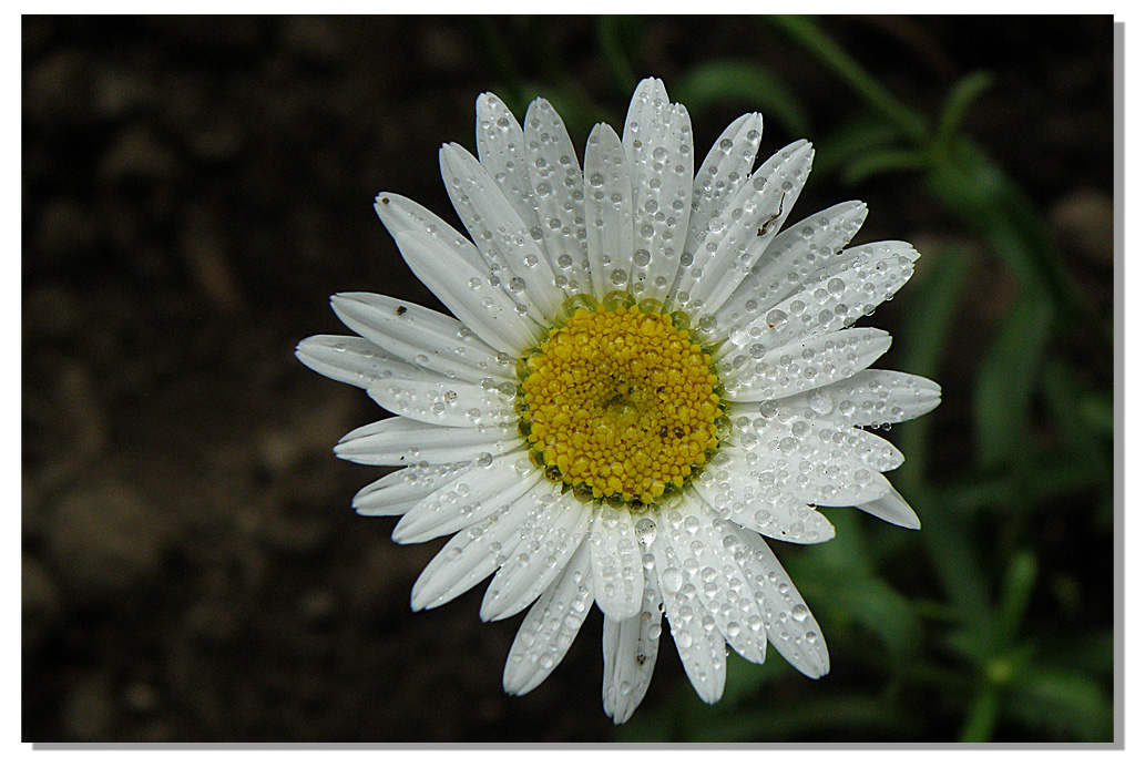 Ромашка в росе.