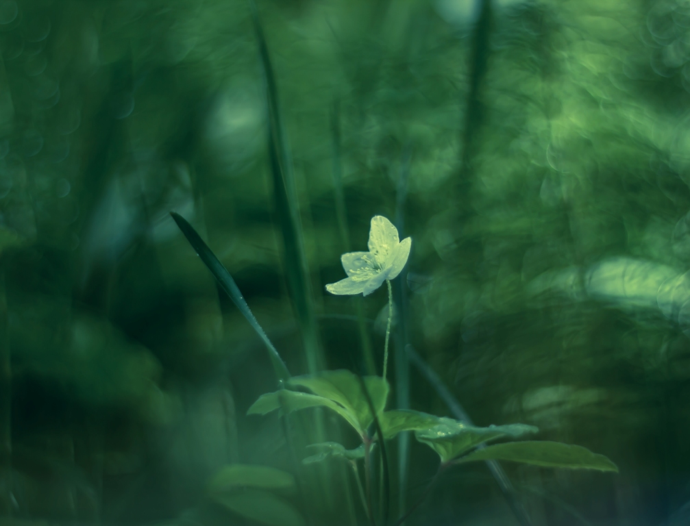 Где бы я не странствовал...