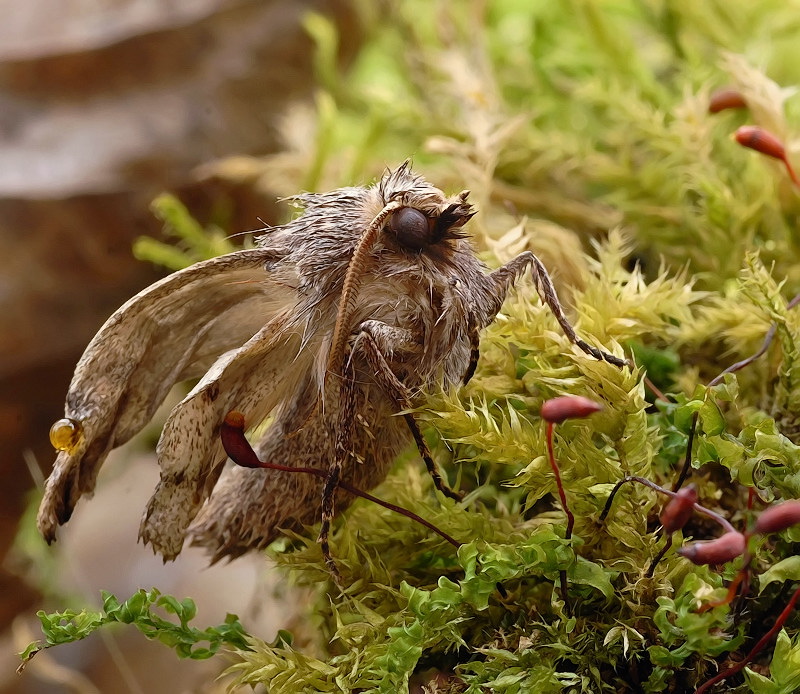 Просыхает..