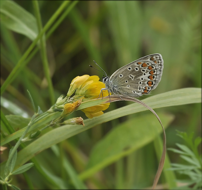 Морковный прибой...