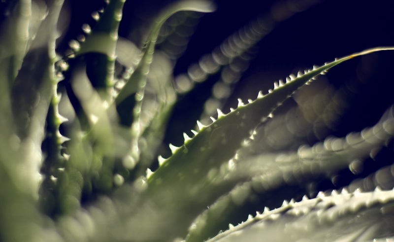 Крокодильи заросли