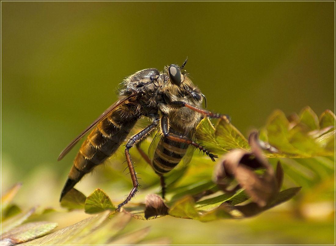 Смертельные объятия