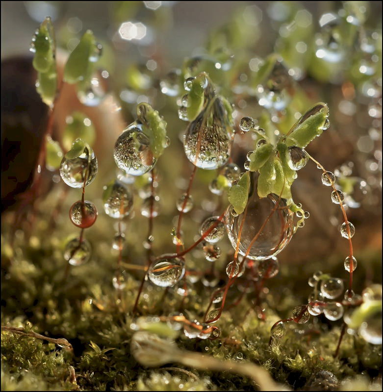 Окуньки 3d-(вариант без улитки)...