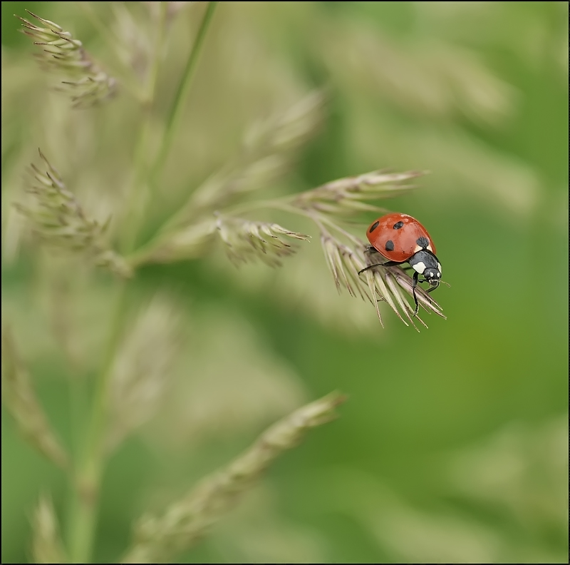 Лакированная мечта-1...