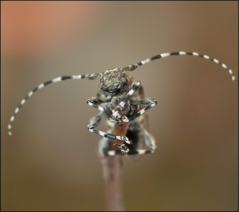 Усатый начальник...