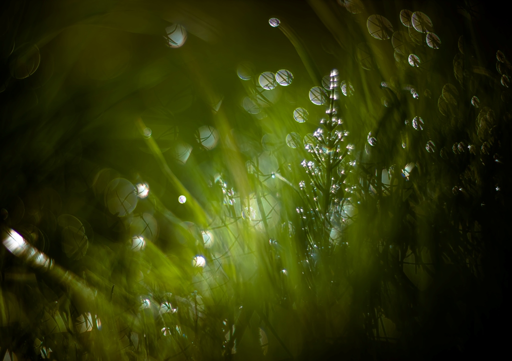 Летние сны...