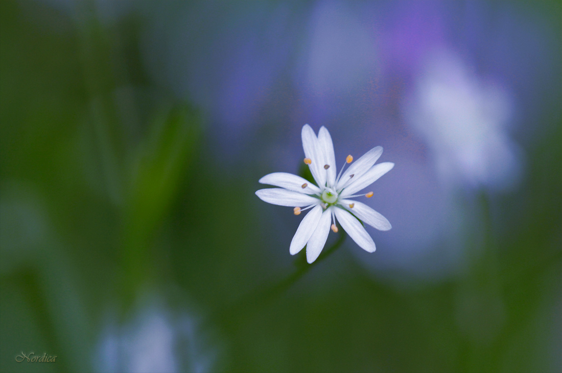 Голубые сны