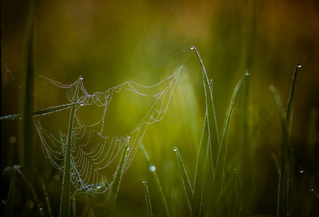 Прохудившиеся сети рыбака...