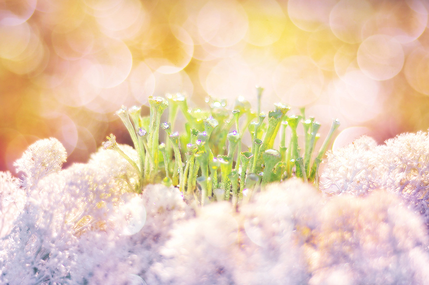 Королевские Трубадуры