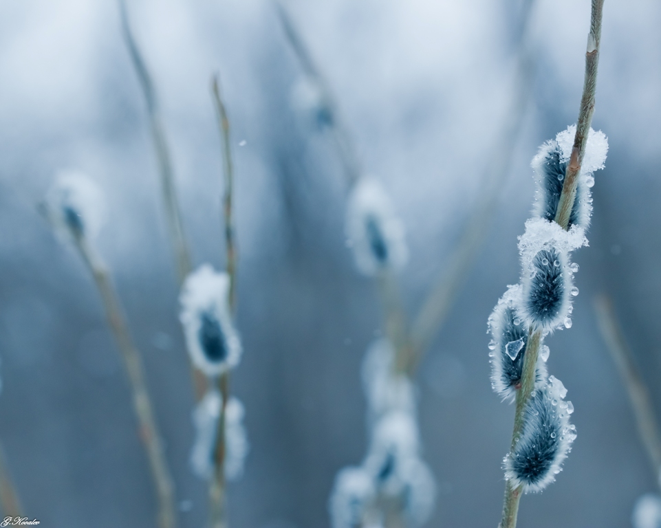 Весенняя рапсодия...