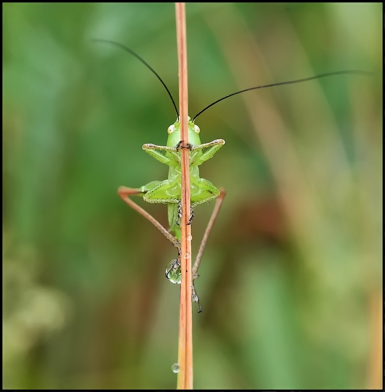 Упражнение с шестом...