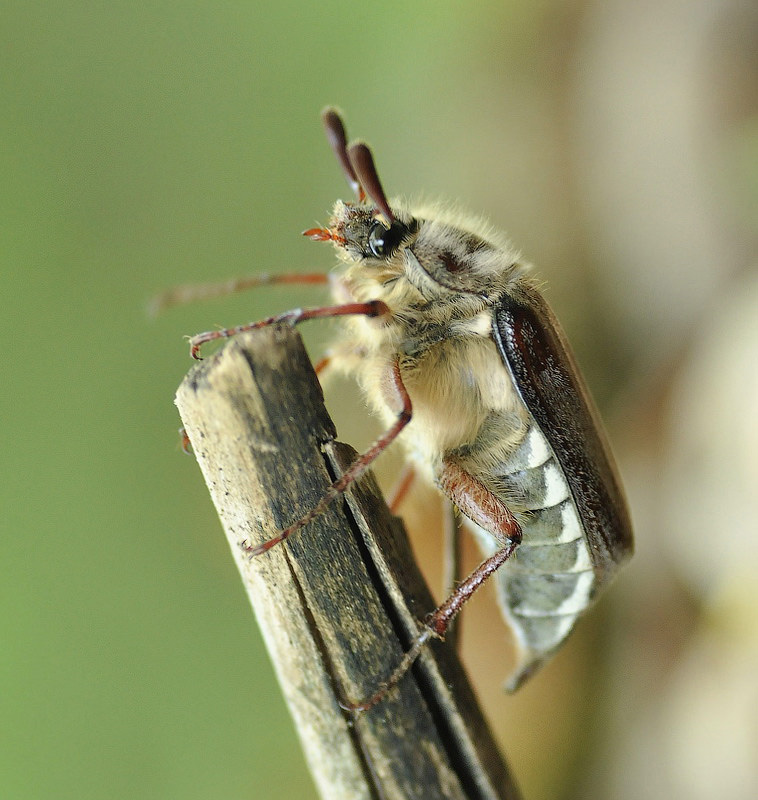 Невиноватый Я..