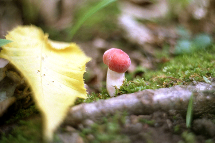 ...красну шапочку нашел