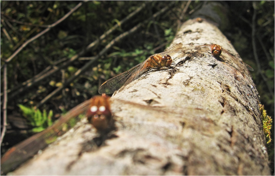 Отдыхающие