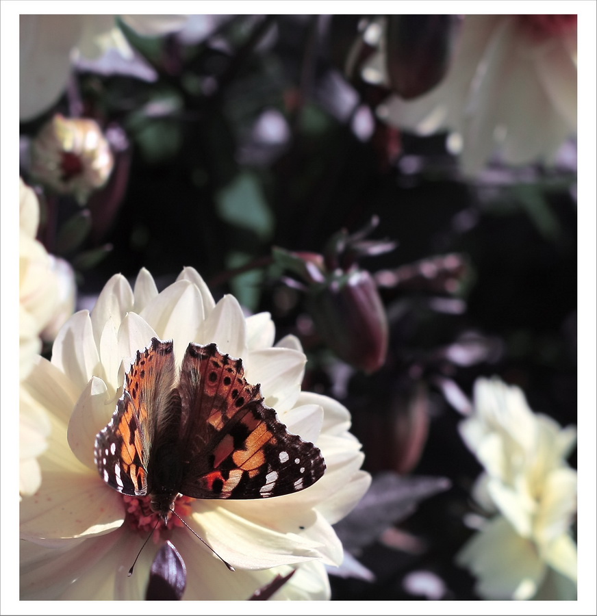 Несколько вхмахов