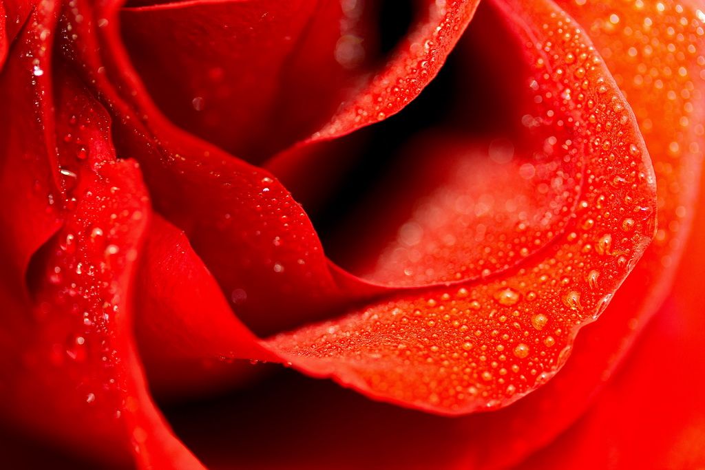 Огненная роза