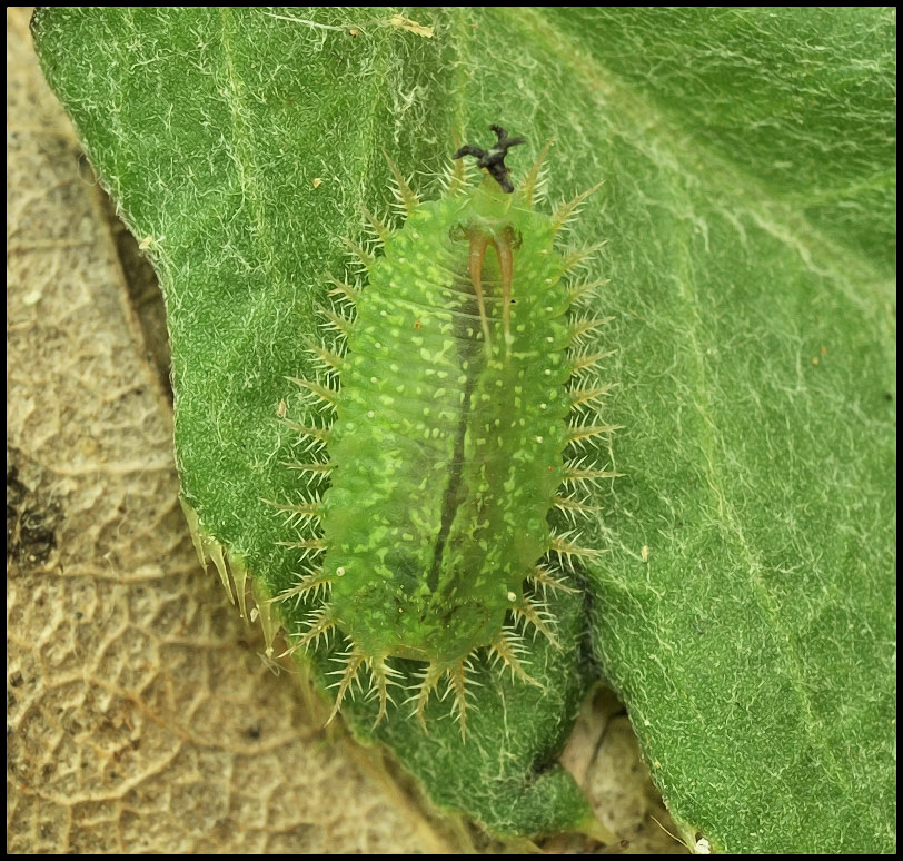 Какая-то кракозяба...